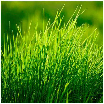 Green Grass flavour